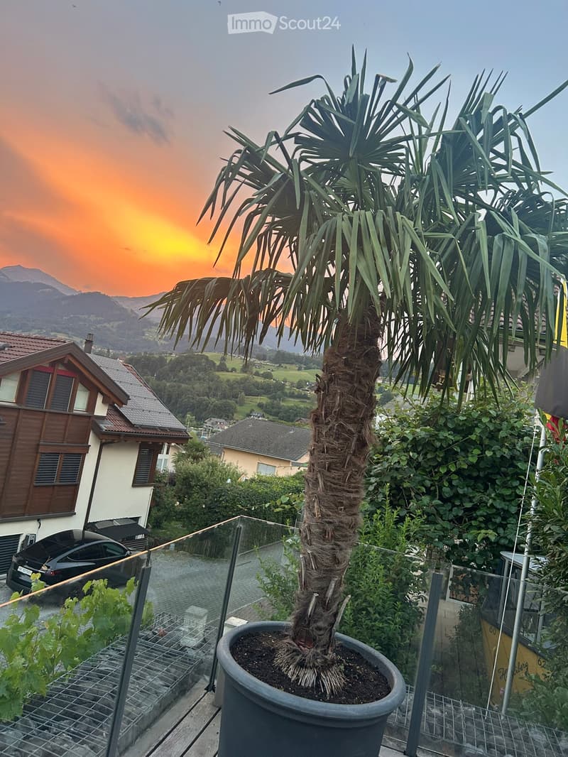 A balcony or terrace with a large potted palm tree, surrounded by smaller plants and shrubs, overlooking a scenic valley with houses and mountains at sunset.