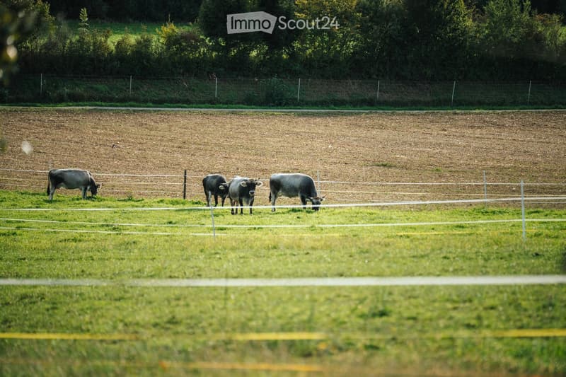 A fenced field with four cows grazing on green grass, surrounded by trees and a dirt area in the background.