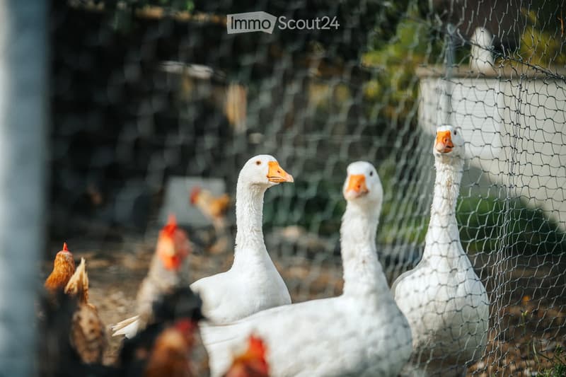 A group of white geese with orange beaks and webbed feet are seen behind a wire fence, with other poultry visible in the background.