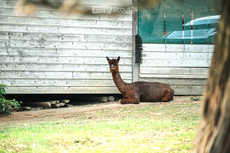 A brown alpaca rests in front of a wooden shed with a green mesh window cover. The ground is a mix of dirt and grass, with logs and small plants nearby.