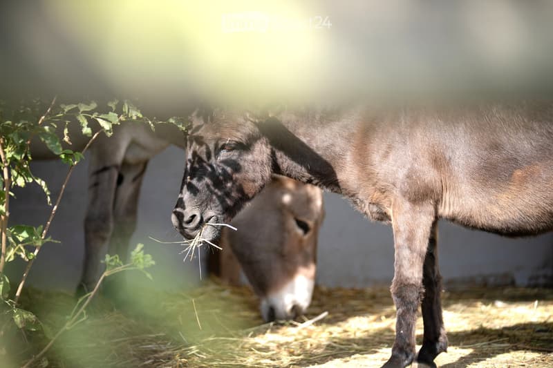 A young calf stands in a pen, eating hay, with another calf partially visible in the background. The pen is covered with straw and has a tree providing shade.