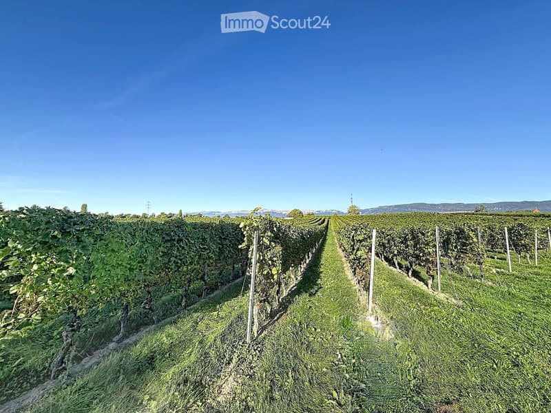 Rows of grapevines in a vineyard with a clear blue sky and distant hills in the background.