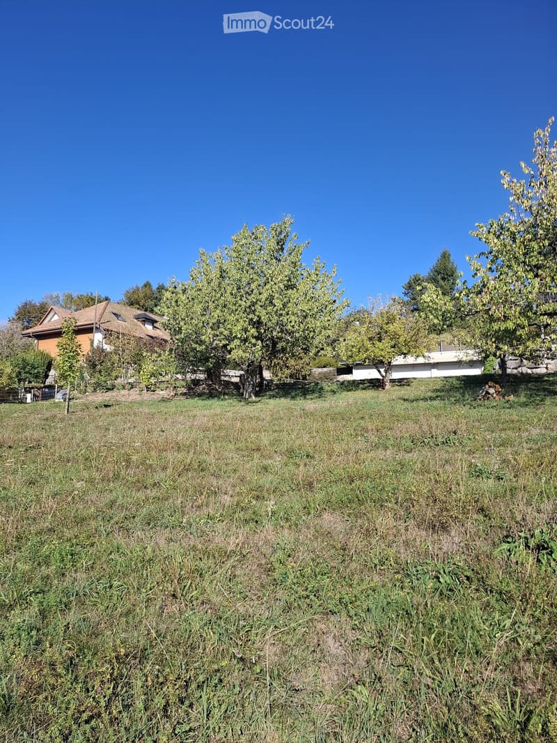 Open grassy area with trees and a house in the background under a clear blue sky.