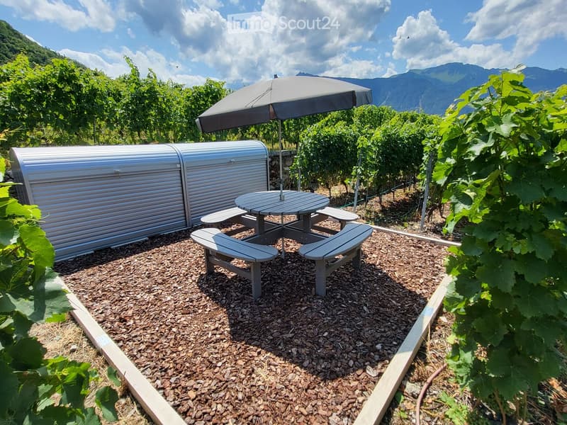 Outdoor seating area with a table, benches, and an umbrella, surrounded by grapevines and a scenic mountain view.