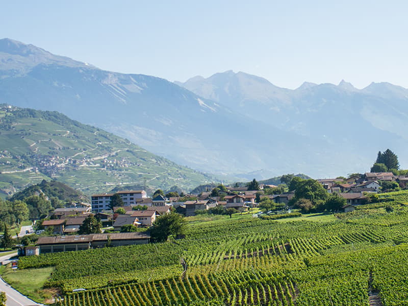 Vines / Agricultural Areas (1)