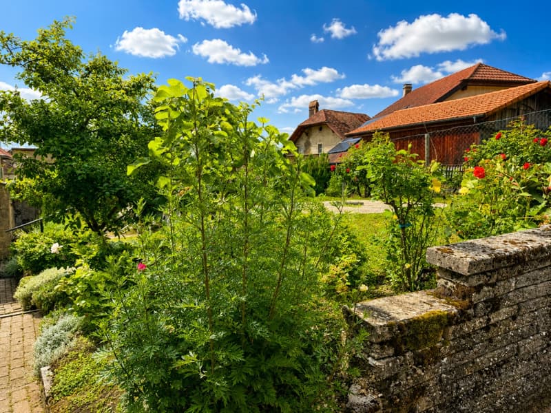 Fully Renovated Rental Property - 3 Apartments - Rent CHF 61'800 (2)
