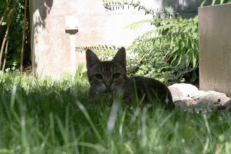 Vous travaillez à Lausanne ? ...votre jardin est à Cheseaux (4)