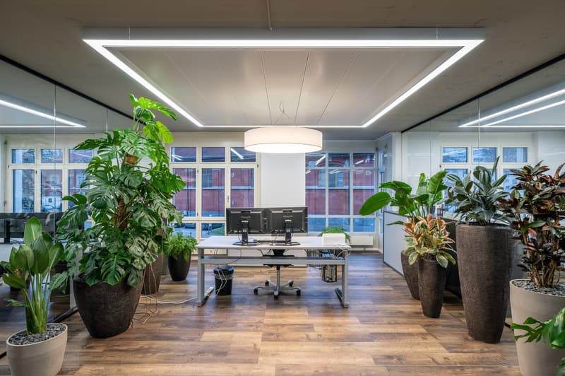 modern office with large windows, wooden floor, large plants, desk with computer, trash bin