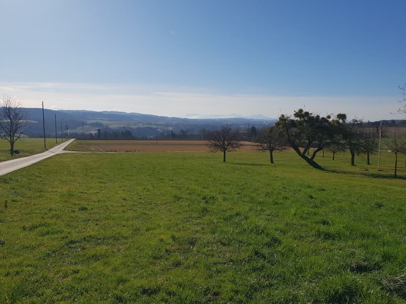 A wide, open grassy field with a pathway leading to the horizon, surrounded by trees and a clear blue sky.