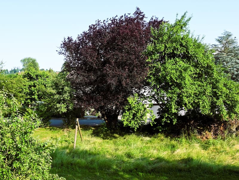 large trees in a grassy area, clear sky