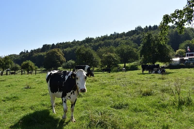 Profitez de la vie à la campagne idyllique (10)
