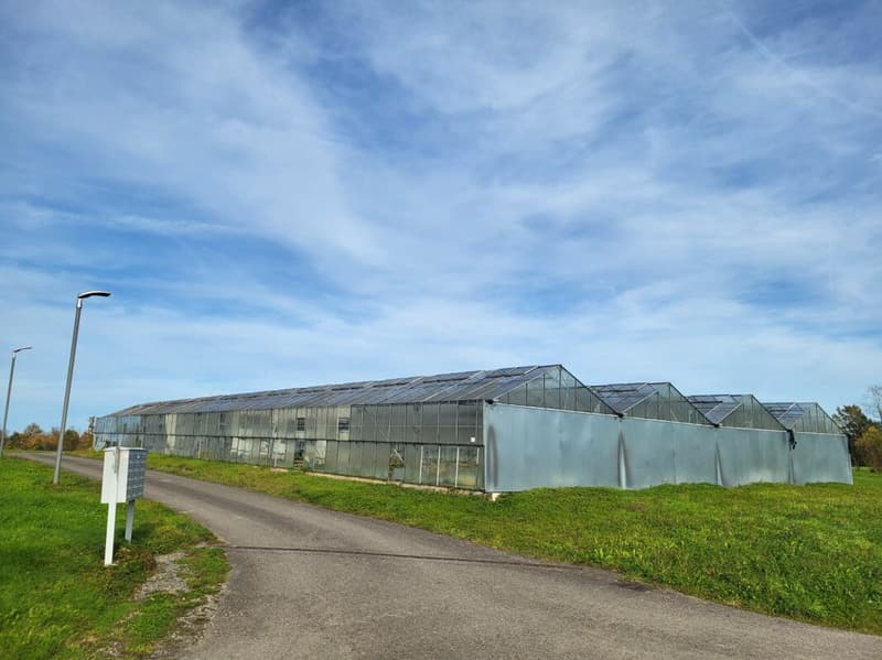 Large greenhouses near Arbon (7)