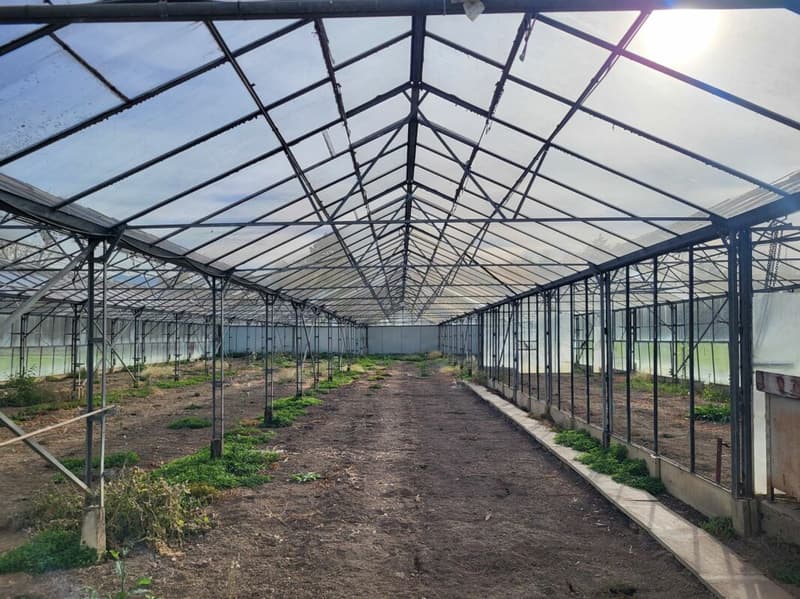 Large greenhouses near Arbon (3)