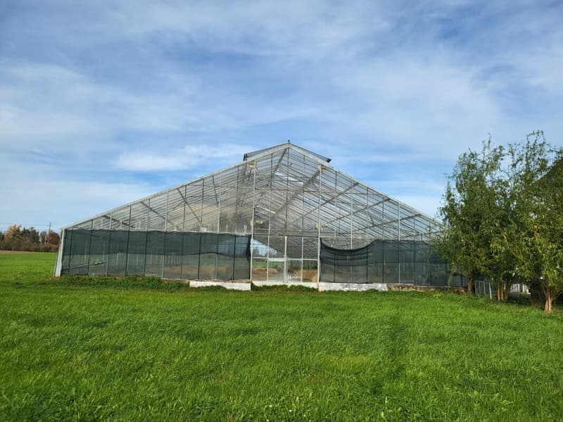 Large greenhouses near Arbon (2)