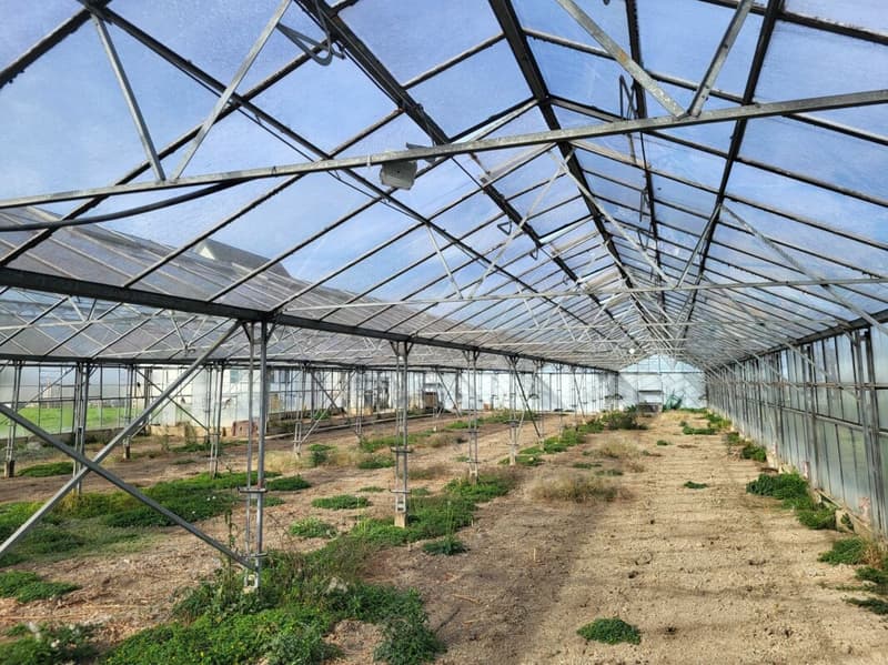 Large greenhouses near Arbon (4)