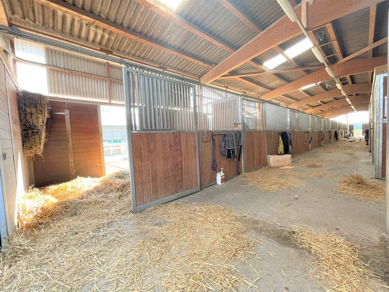 Magnificent equestrian center with various facets! (12)
