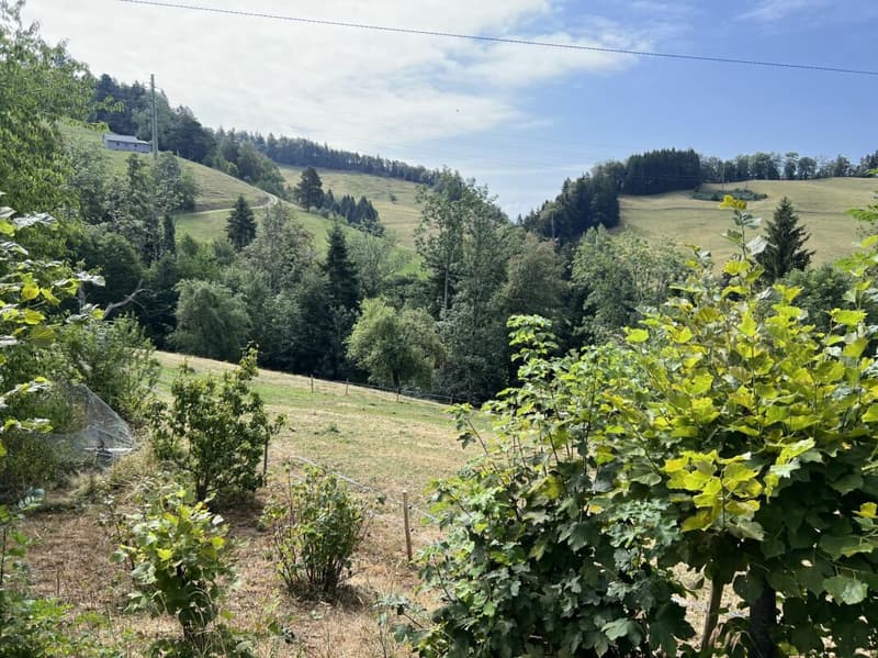 Freiheit braucht Raum - Naturrefugium Rotenfluh 952 (7)