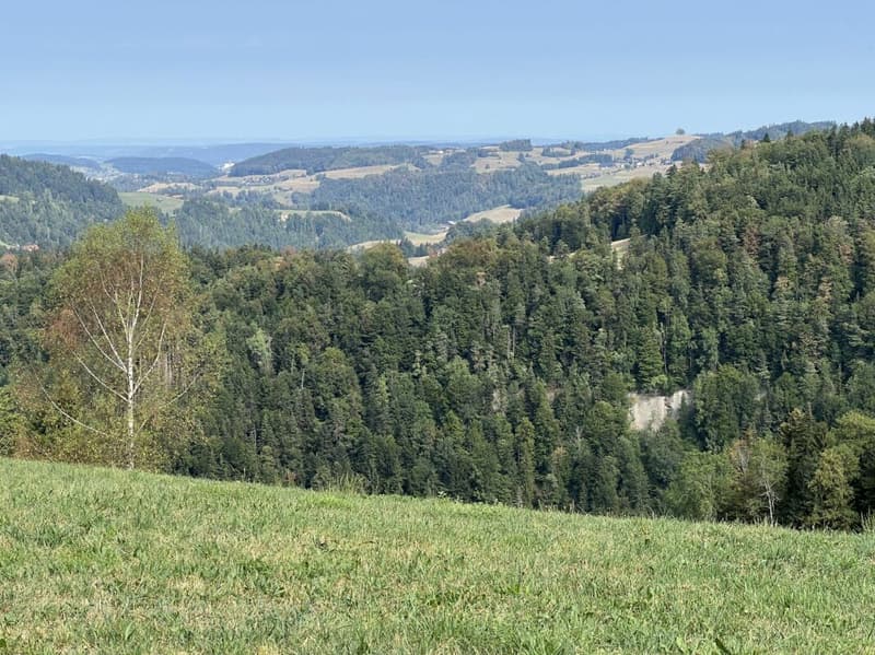 Freiheit braucht Raum - Naturrefugium Rotenfluh 952 (3)