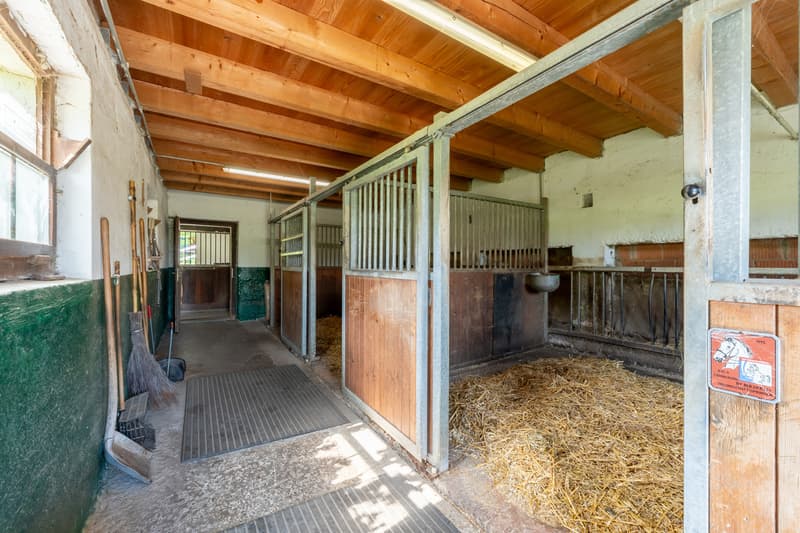Oasi per gli esseri umani e due cavalli (13)