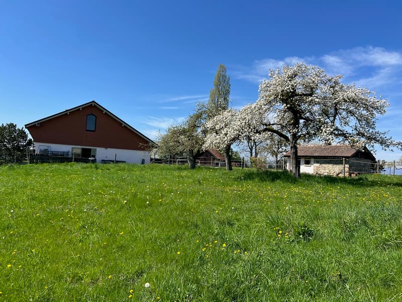 Renovated equestrian farm with 220m² living space + paddock (7)