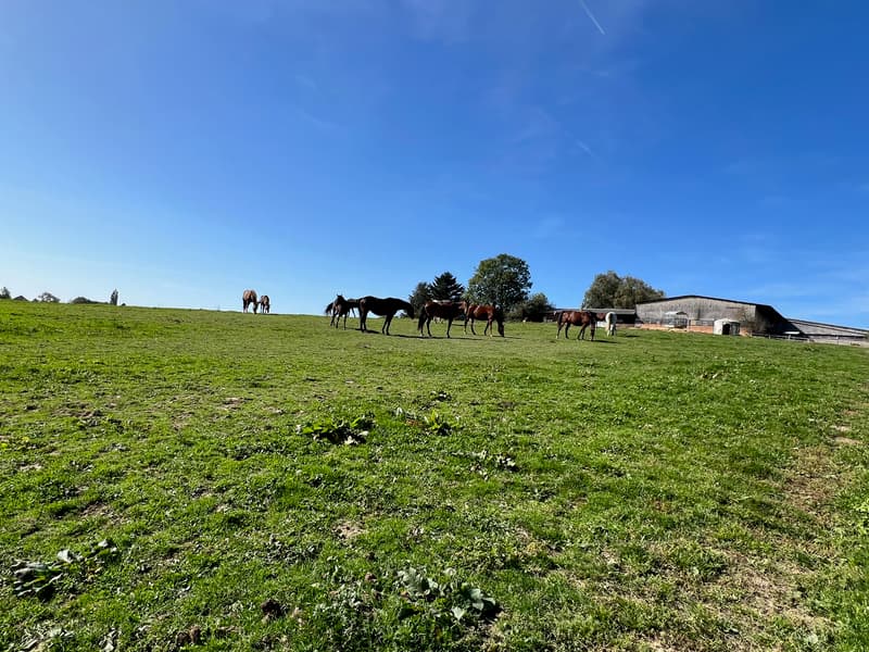 Centre équestre  proche de Lausanne (5)