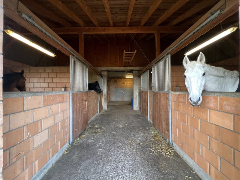 Ferme équestre 4,5 pièces, écurie, paddock, parcs (6)