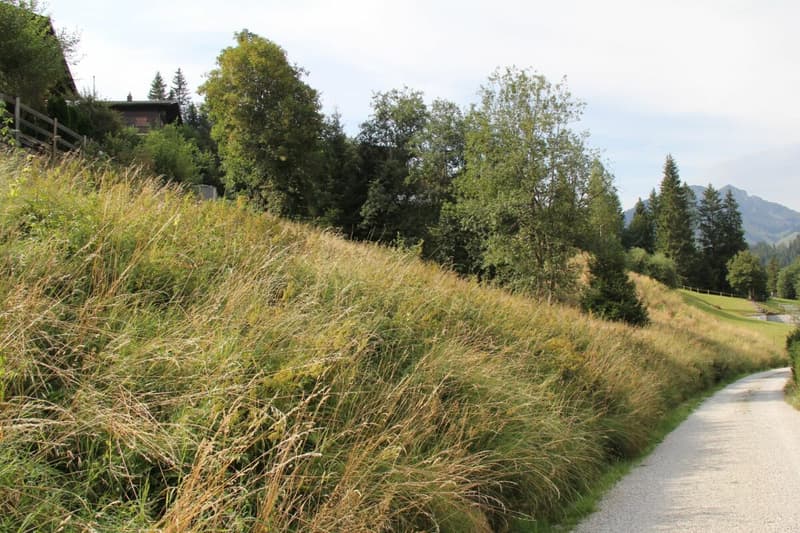 Grand terrain constructible de 906 m² situé en hauteur à Plaffeien FR (5)