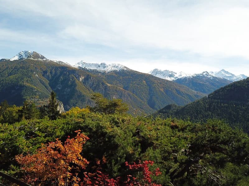Green lush mountainous area, some parts snowed, different color trees