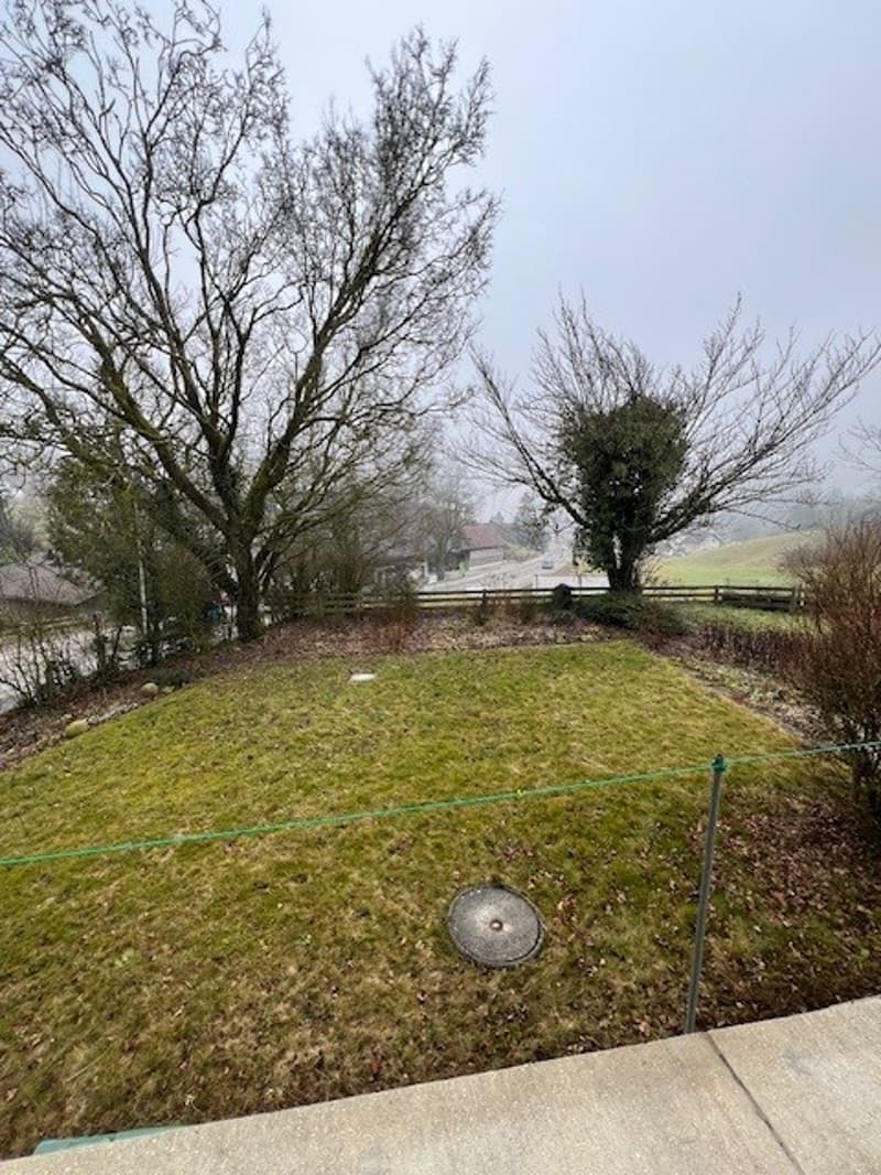 lawn, green hedge, fence, some trees