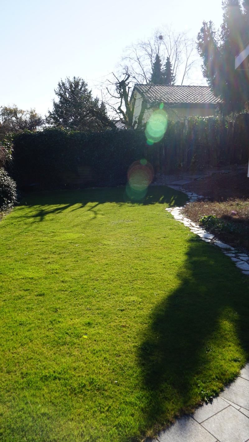 Green lawn, stone pathway, hedge, trees, house in the background