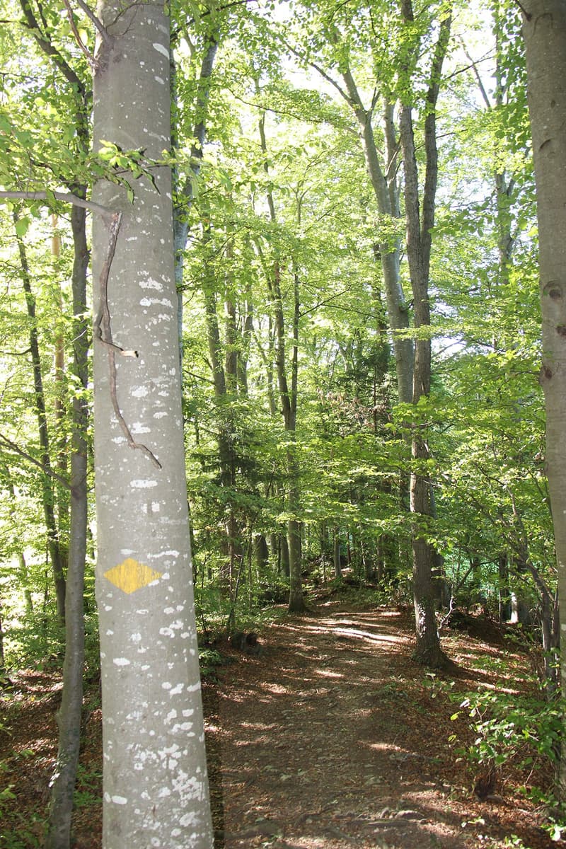 Umgebung: Naherholung Rustwald