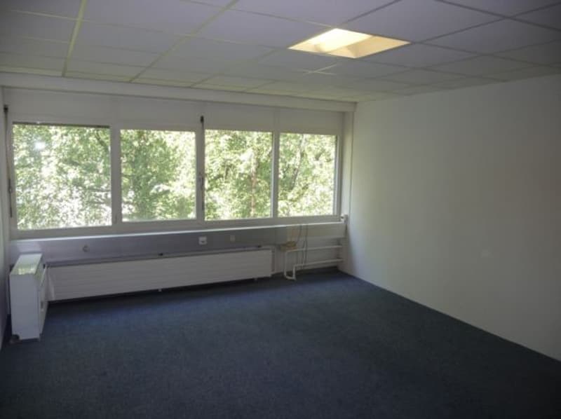 Large open office space with floor-to-ceiling windows overlooking trees, grey walls, blue carpeted floor, and recessed lighting in the ceiling.