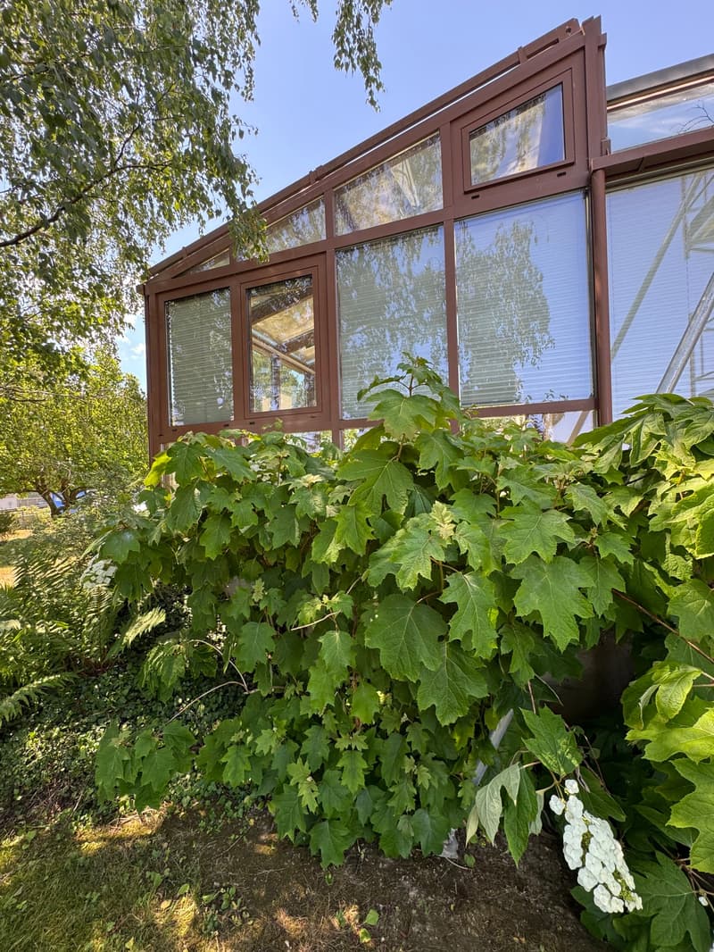 Casa unifamiliare di 5 locali con giardino d'inverno e ampio giardino con alberi secolari a Witterswil (8)
