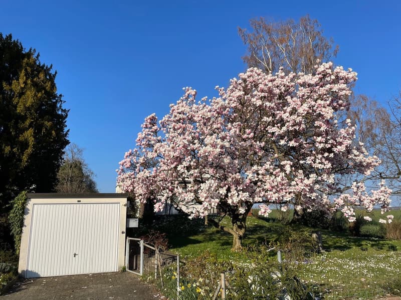 Casa unifamiliare di 5 locali con giardino d'inverno e ampio giardino con alberi secolari a Witterswil (3)