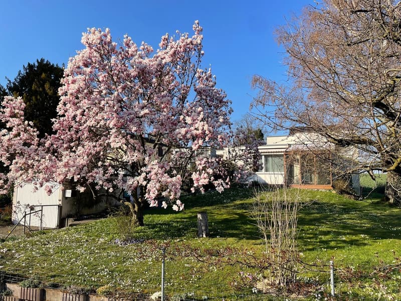 Casa unifamiliare di 5 locali con giardino d'inverno e ampio giardino con alberi secolari a Witterswil (1)