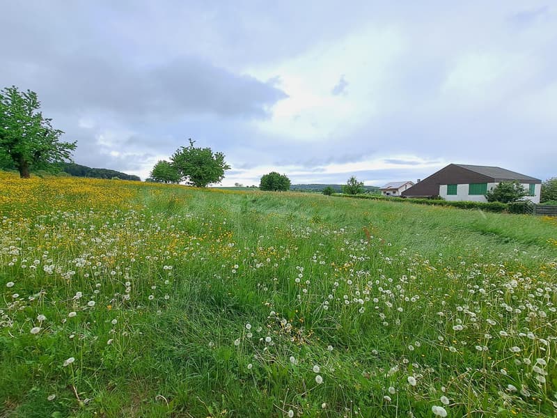 Attraktives Bauland in ruhiger Lage in Hofstetten-Flüh (2)