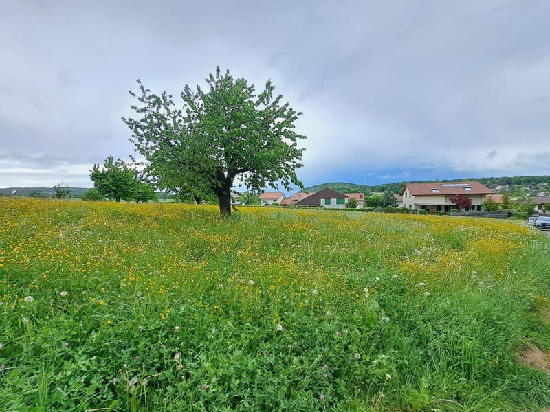 Attraktives Bauland in ruhiger Lage in Hofstetten-Flüh (1)