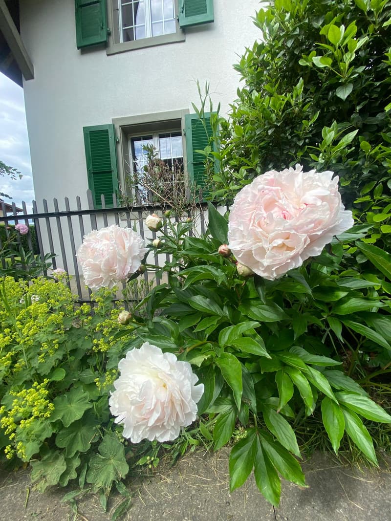 Charmante 2.5-Zimmer-Altbauwohnung mit Terrasse in Subingen (15)