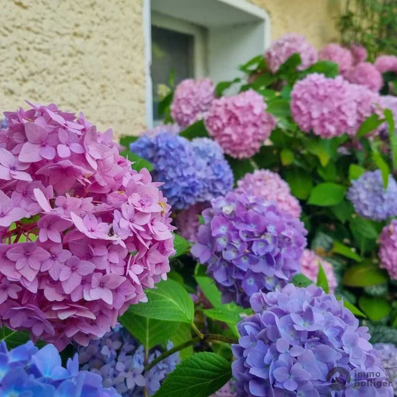 Blumiges Zuhause am Flieder-Weg (13)