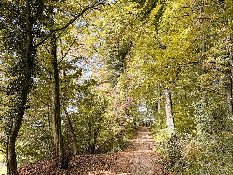 a dirt path surrounded by tall trees and plants, with fallen leaves on the ground
