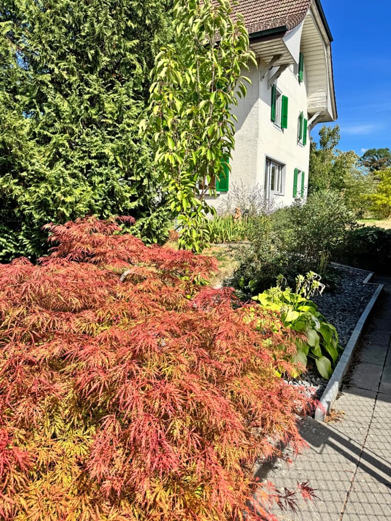 ...grosses Grundstück an bester Lage mit stilvollem Altbau... (5)