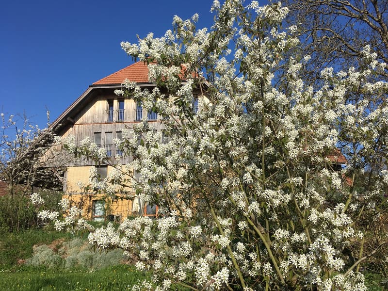 ***Vivere in campagna!***228 m2!***Stalderhof Seeberg ***105 m2 Wohn/Esszimmer!*** (4)