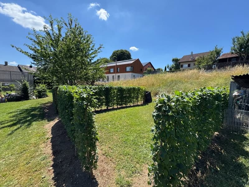 Lawn area with grass, trees, and bushes, along with a row of green plants.