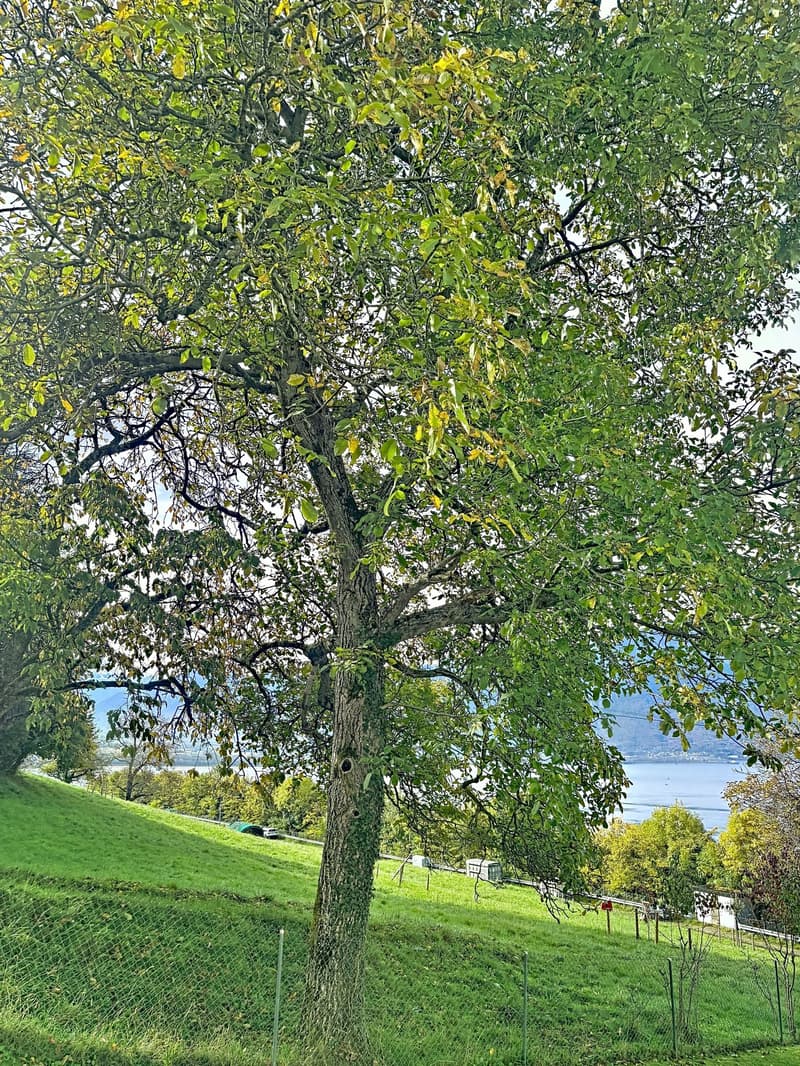 Prächtige 4,5-Zimmer-Wohnung mit Panoramablick in Chernex (16)