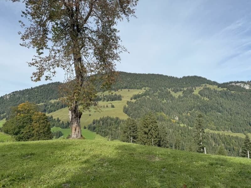 Terrain à bâtir dans un endroit attractif à Zweisimmen (Rinderberg) (3)
