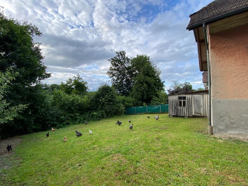 The image shows a backyard with a grassy lawn and several chickens roaming around. There is a wooden shed or outbuilding visible, and the yard is surrounded by trees and greenery. The sky is partly cloudy, creating a pleasant outdoor setting.