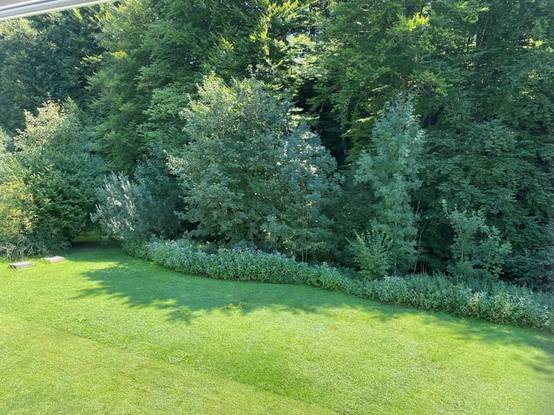 Green lawn, bushes, trees, shadows