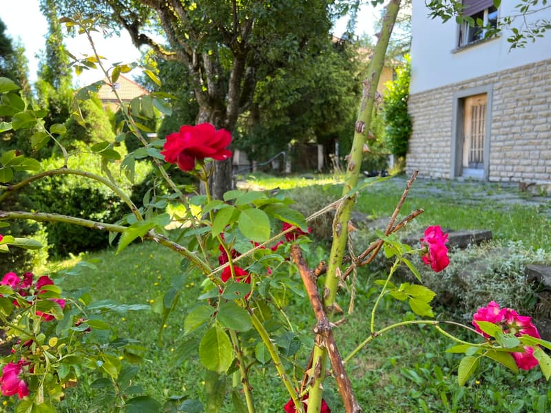 5.5 pièces avec jardin, proche de toutes les commodités (1)