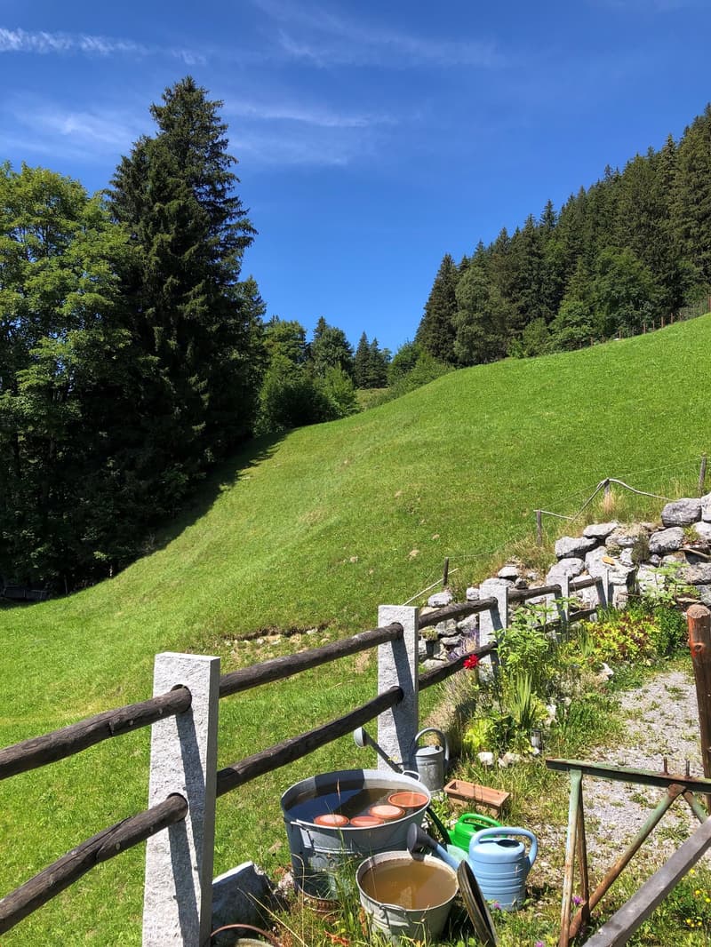 hillside with lush green grass, small stone wall, wooden fence, metal water cans with red objects in them, greenery, clear sky, and trees