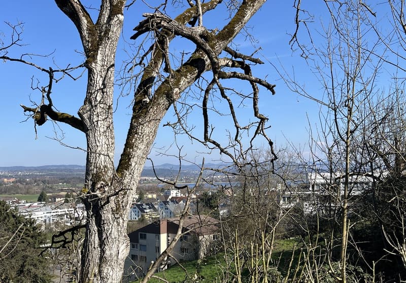 Trees, grass, buildings, mountains, lake, clear sky